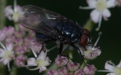 Protocalliphora azurea