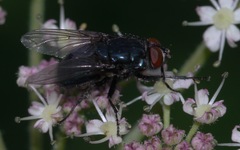Protocalliphora azurea