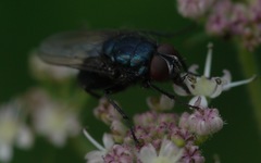 Protocalliphora azurea