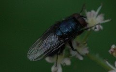 Protocalliphora azurea