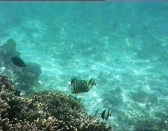 Chaetodon meyeri