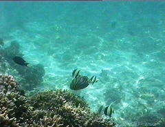 Chaetodon meyeri