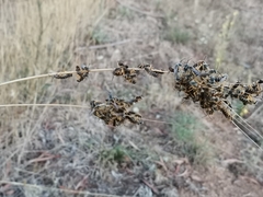 Halictus cochlearitarsis
