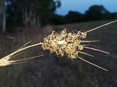 Halictus cochlearitarsis