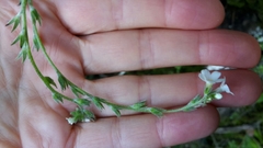 Myosotis lytteltonensis