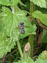 Megachile