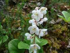Pyrola grandiflora