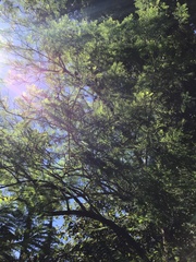 Jacaranda mimosifolia