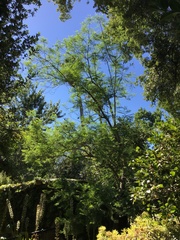 Jacaranda mimosifolia