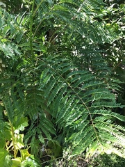 Jacaranda mimosifolia