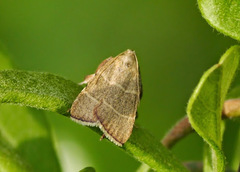 Parachma ochracealis
