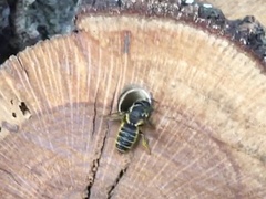 Megachile inimica