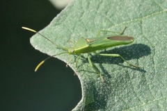 Discogastrini