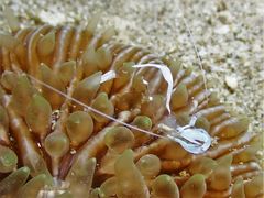 Ancylomenes magnificus