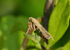 Parachma ochracealis