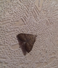 Udea fulvalis