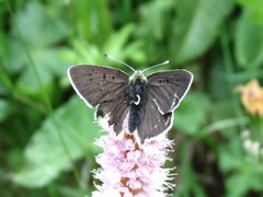 Lycaena tityrus subalpina