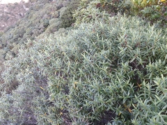 Veronica strictissima