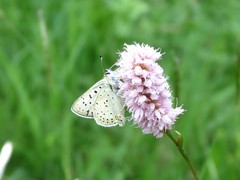 Lycaena tityrus subalpina