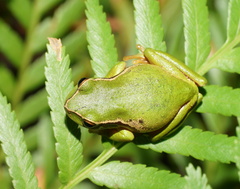 Ranoidea nudidigita