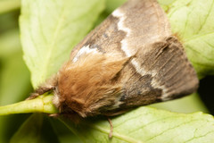 Macromphalia hypoleuca