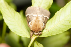 Macromphalia hypoleuca