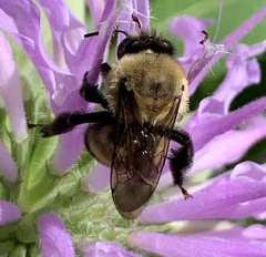 Anthophora bomboides bomboides