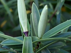 Veronica strictissima