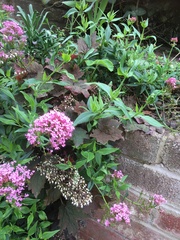 Centranthus ruber