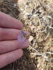 Phacelia linearis