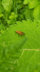 Psila