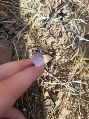 Phacelia linearis