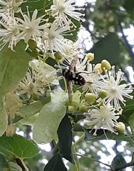 Sericomyia lata