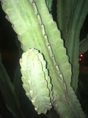 Cereus