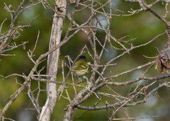 Vireo atricapilla