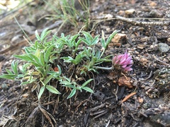 Trifolium attenuatum