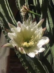 Cereus