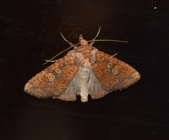 Perigea xanthioides