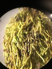 Pterigynandrum filiforme