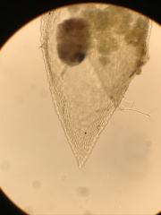 Pterigynandrum filiforme