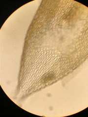 Pterigynandrum filiforme