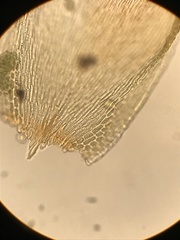 Pterigynandrum filiforme