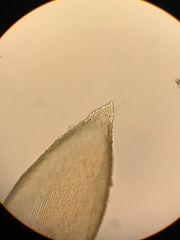 Pterigynandrum filiforme