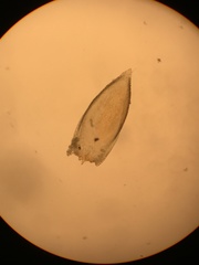 Pterigynandrum filiforme