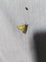 Anania fuscalis