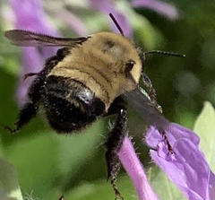 Anthophora bomboides bomboides