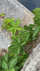 Parthenocissus quinquefolia
