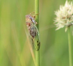 Diceroprocta olympusa
