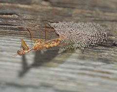 Mantispa styriaca