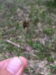 Carex ebenea